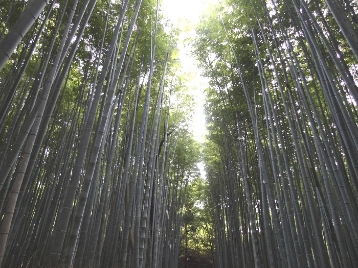 Kyoto bamboobos