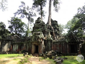 Ta Prohm tempel in Angkor!