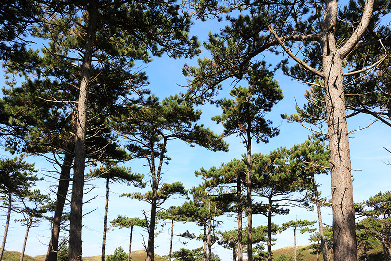 vakantie nederland in de natuur