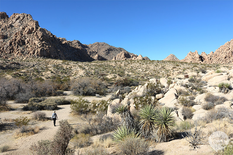 joshua tree hike