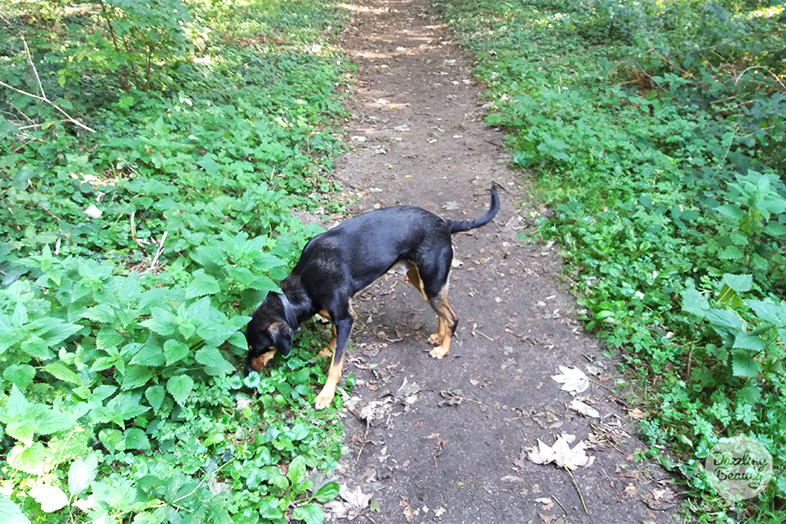 dobby in het bos