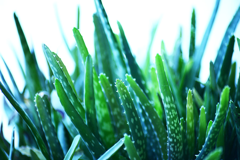 aloe vera plant