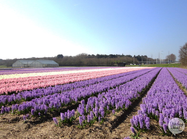 bollenstreek 2