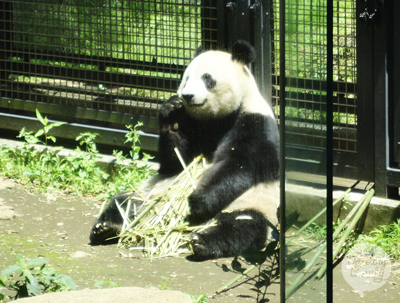 Ueno Zoo Tokyo