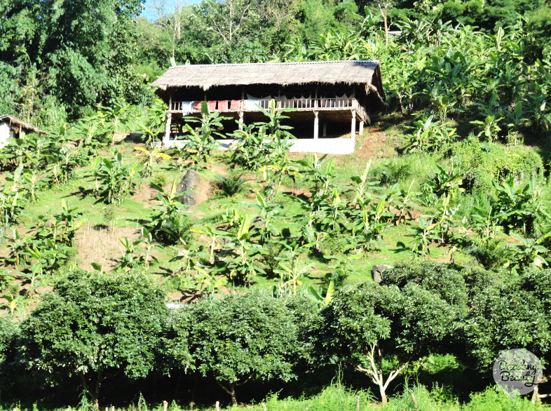 thailand jungle