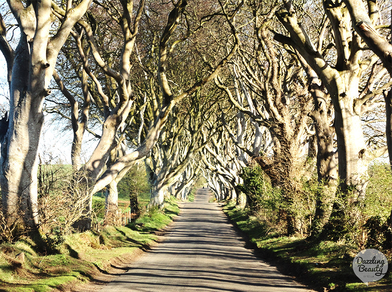 the dark hedges