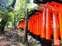 Rondreis Japan - Miyajima