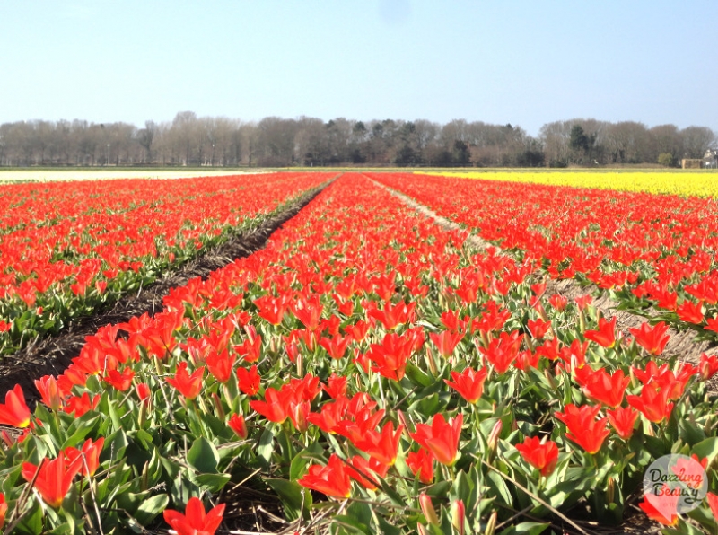 Tulpenvelden in de bollenstreek! 